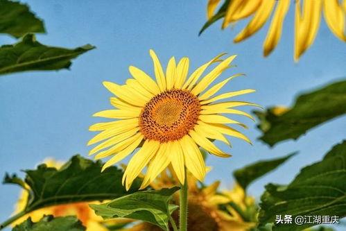 向日葵视频欧美电影h,欧美电影盛宴